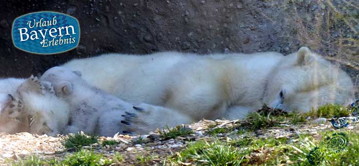 Tierpark München – Ein Ausflug zum Zoo Hellabrunn